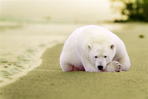 que cache l'ours polaire|ours polaire sur une plage.